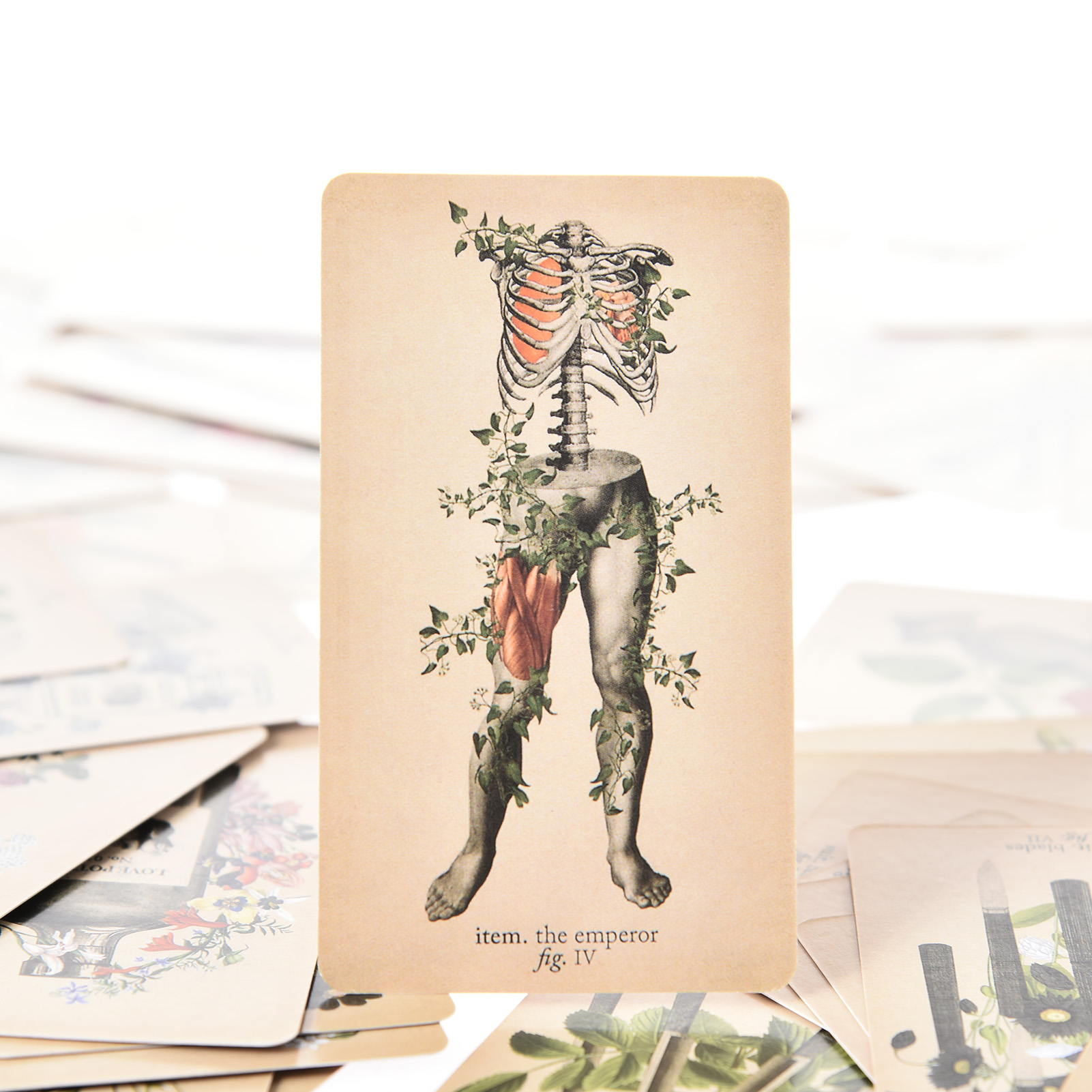 The Antique Anatomy Tarot Card - Tarot Deck With Guidebook 评论和价格